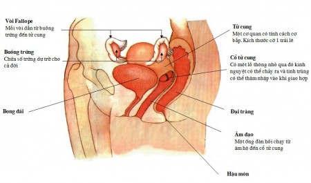 Âm hộ: bao gồm một vài cấu trúc bao quanh đường vào